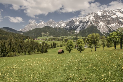 Frühlingswiesen in Ramsau am Dachstein - im Hintergrund die mächtige Dachstein Südwand