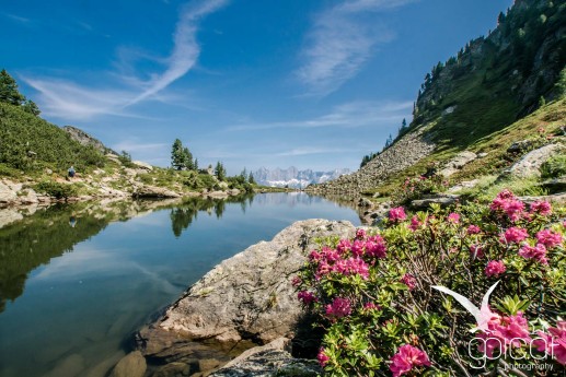 Der Almrausch blüht am Ufer des Spiegelsee auf der Reiteralm