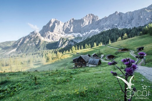 Die Neustattalm vor der herrlichen Kulisse von Torstein, Mitterspitz und Hohem Dachstein